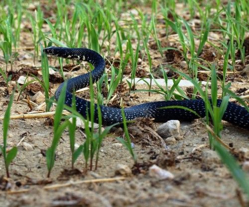 Κυπριακό φίδι Hierophis cypriensis